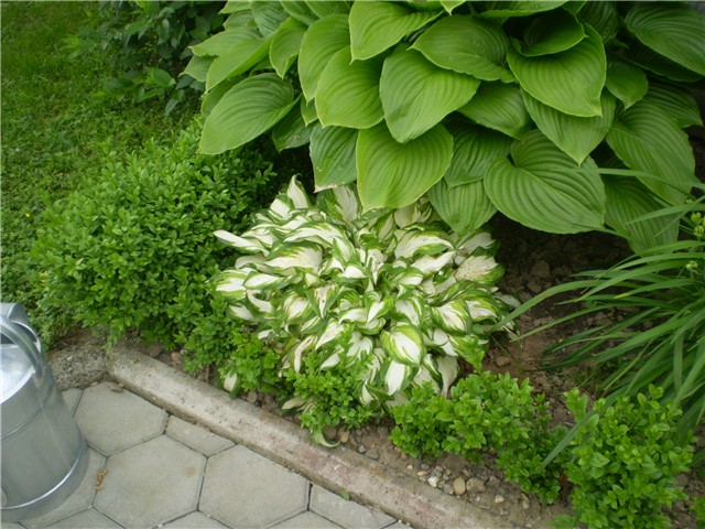 hosta2